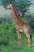 giraffe_01.jpg
