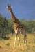 1 krasna žirafa.jpg