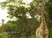 2 žirafy krasa.jpg